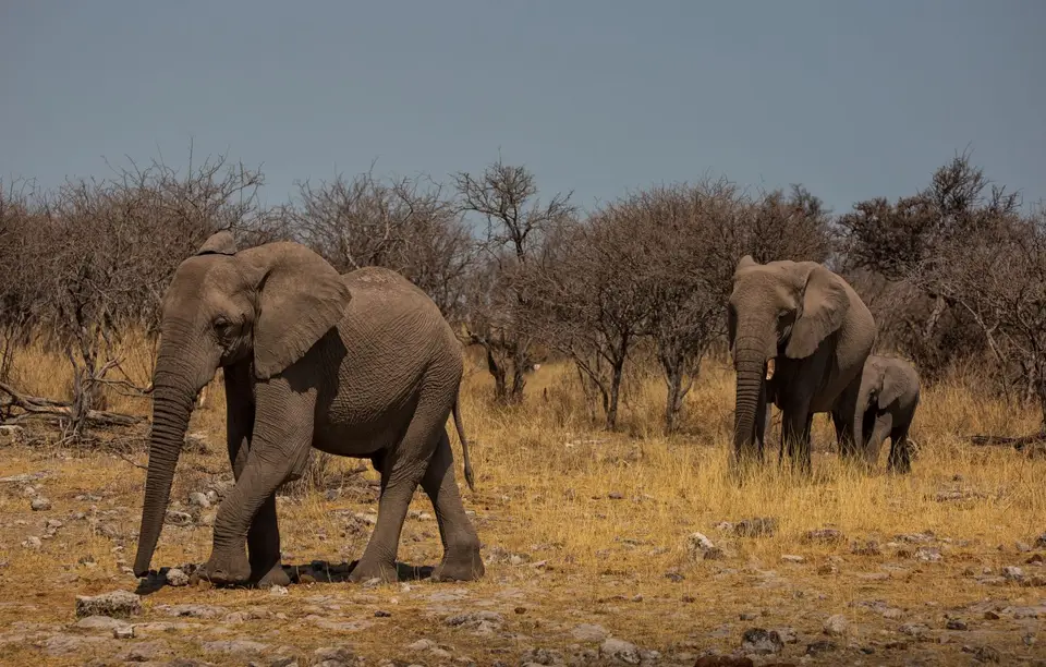Namibia_Etosha_633.jpg