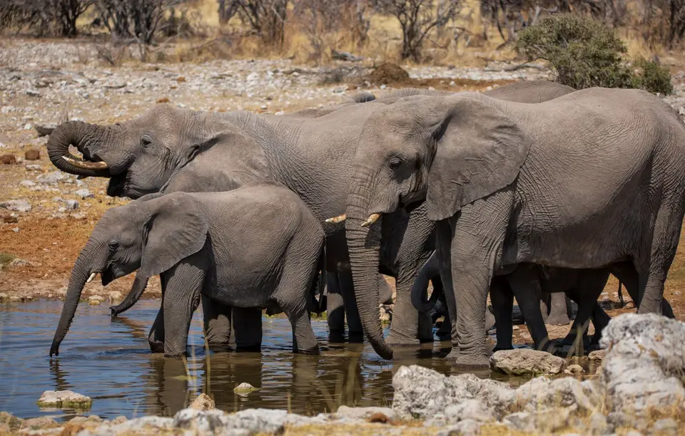 Namibia_Etosha_640.jpg