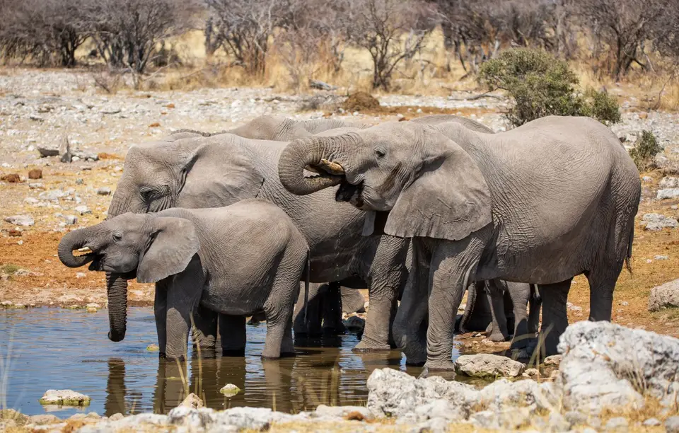 Namibia_Etosha_642.jpg