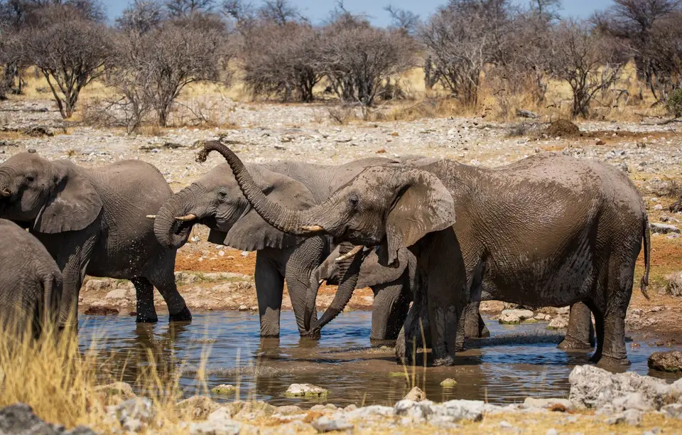 Namibia_Etosha_647.jpg