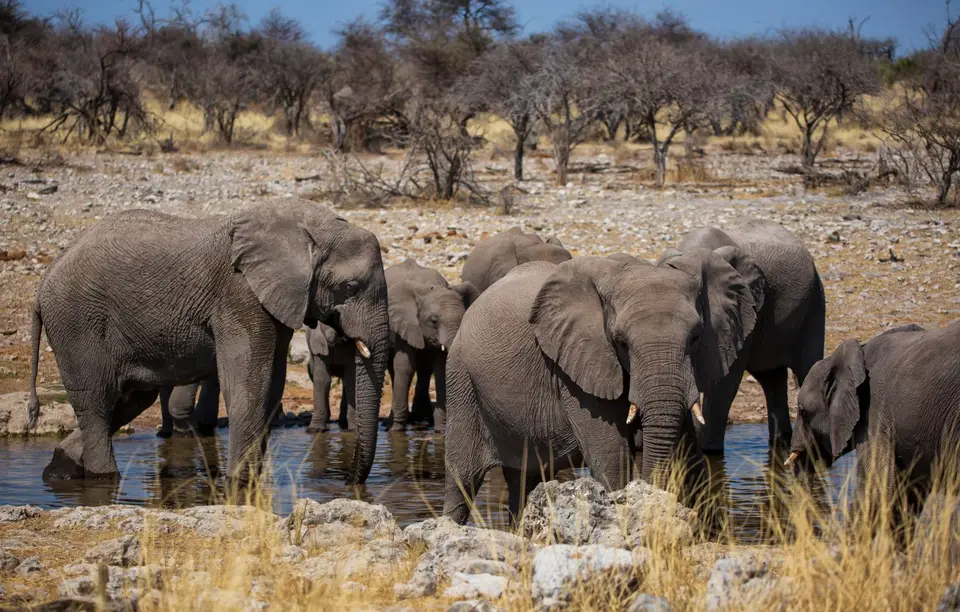 Namibia_Etosha_649.jpg