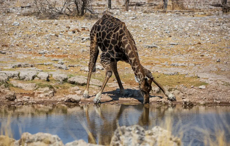 Namibia_Etosha_656.jpg