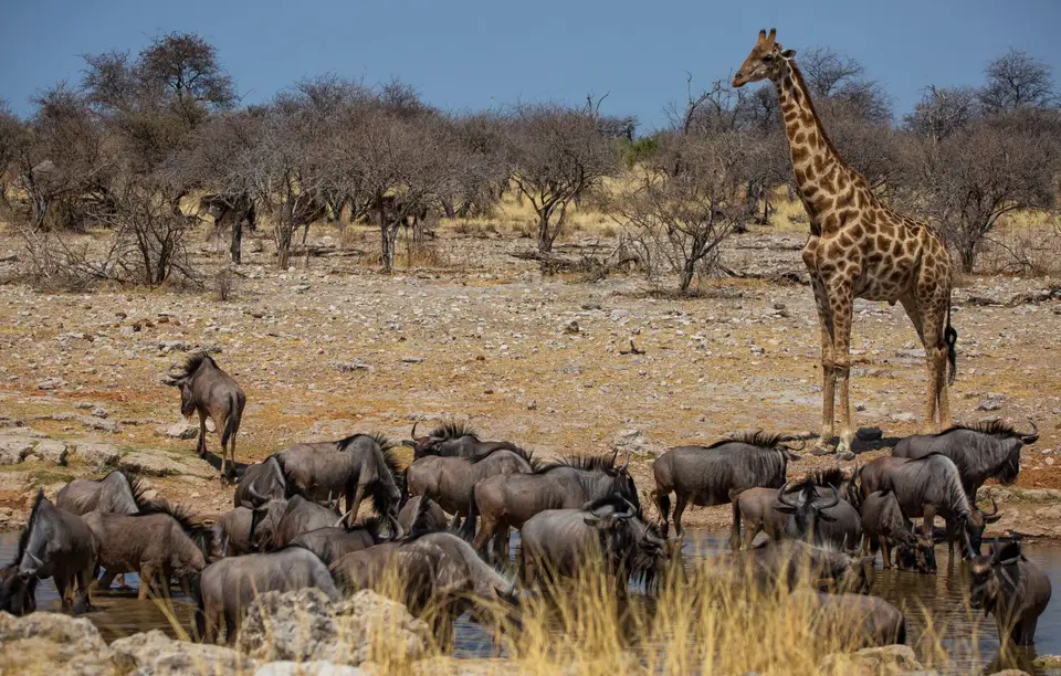 Namibia_Etosha_666.jpg