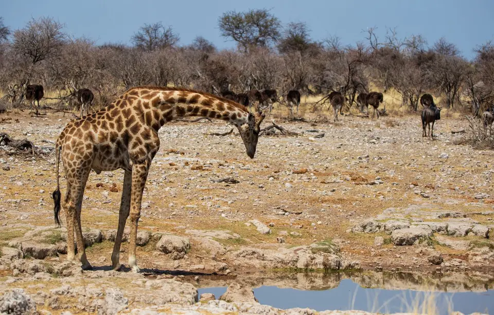 Namibia_Etosha_668.jpg