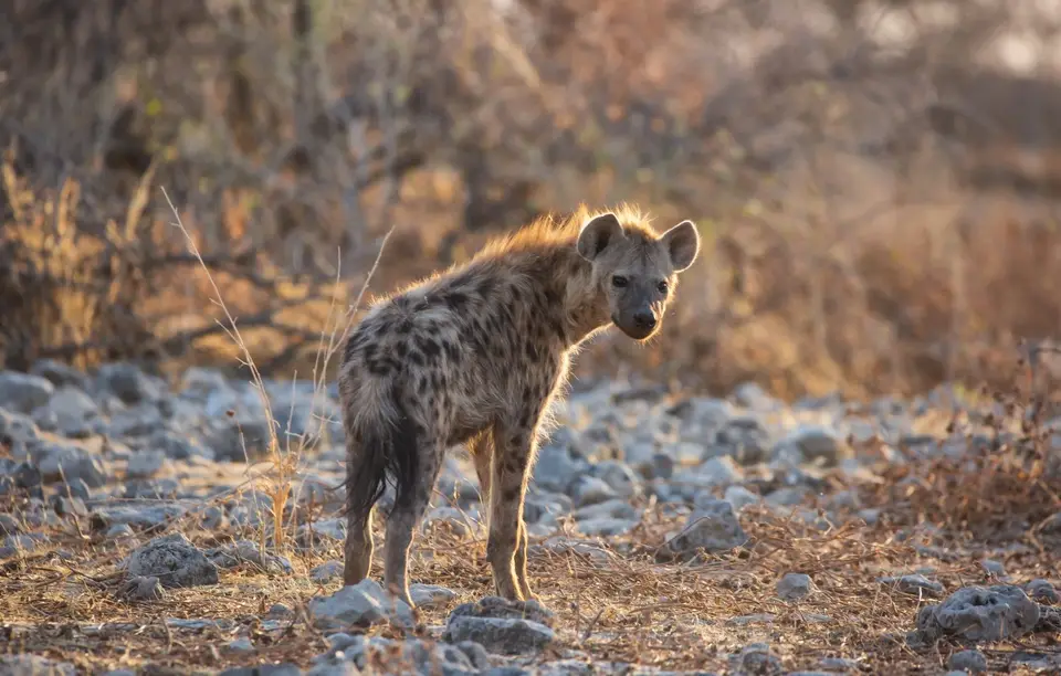 Namibia_Etosha_681.jpg