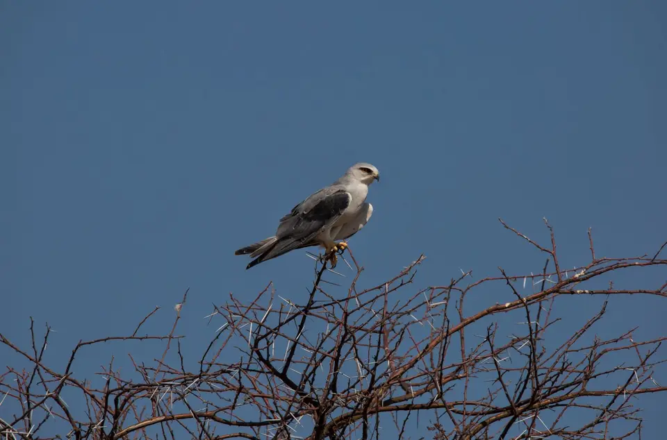 Namibia_Etosha_684.jpg