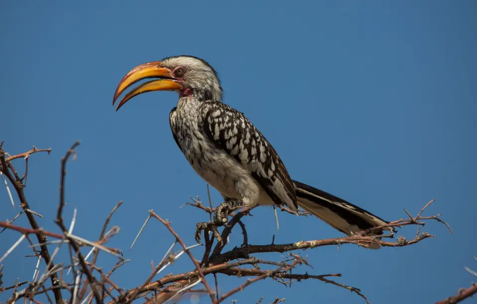 Namibia_Etosha_685.jpg