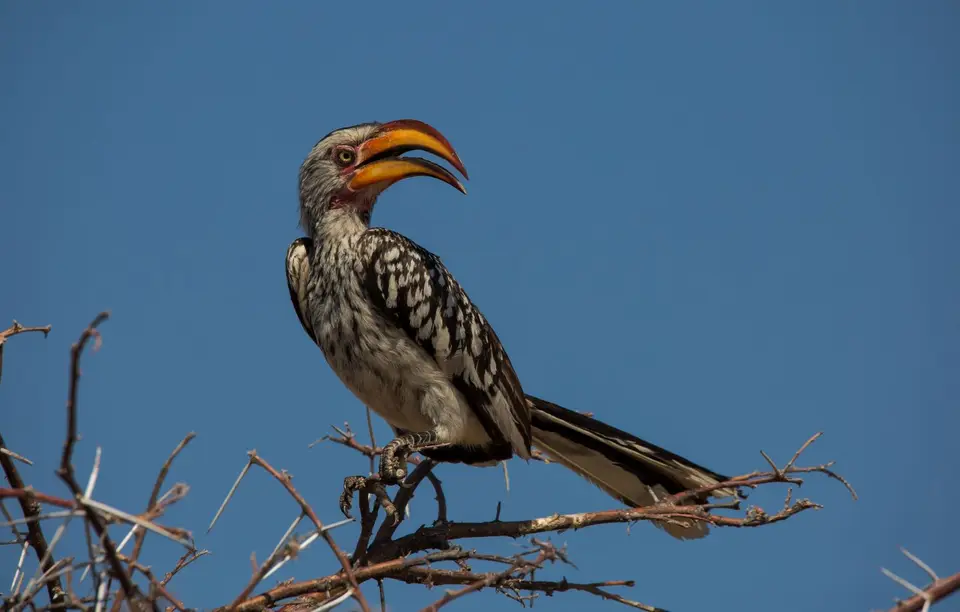 Namibia_Etosha_687.jpg