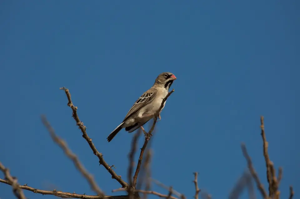 Namibia_Etosha_692.jpg