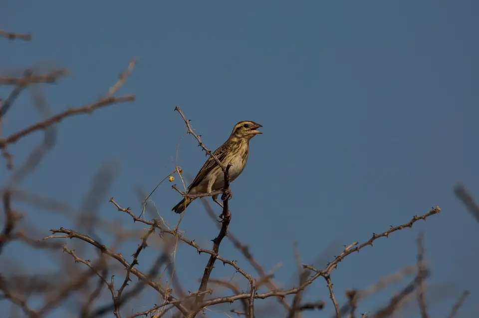 Namibia_Etosha_695.jpg