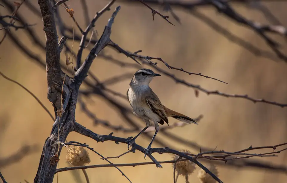 Namibia_Etosha_696.jpg