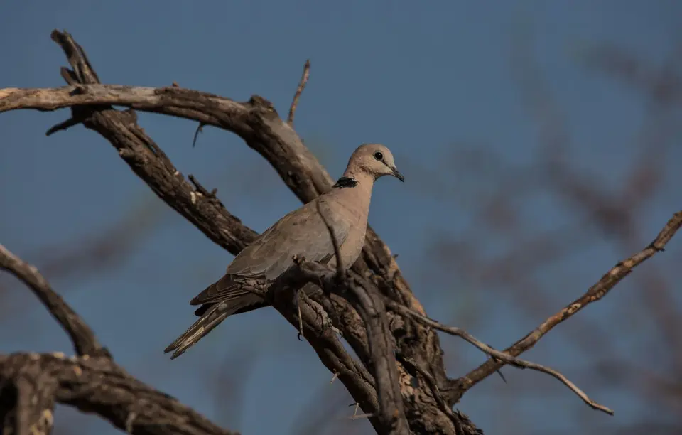 Namibia_Etosha_699.jpg