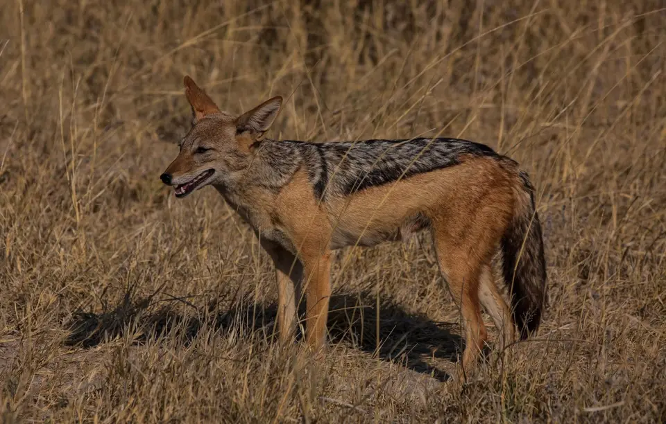 Namibia_Etosha_700.jpg