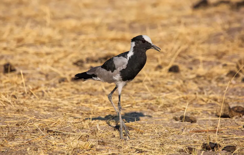 Namibia_Etosha_704.jpg
