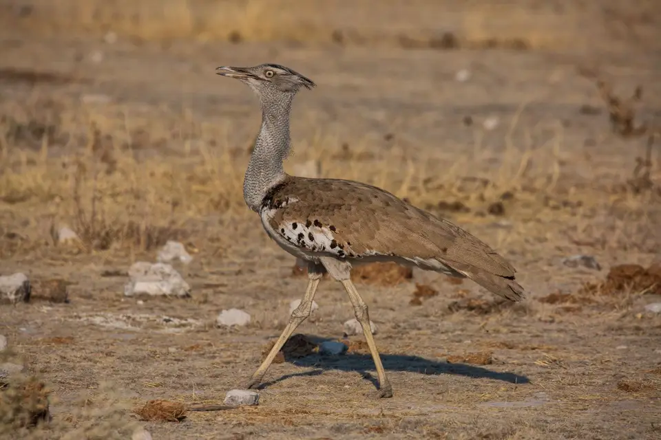 Namibia_Etosha_710.jpg