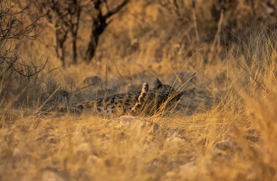 Namibia_Etosha_712.jpg