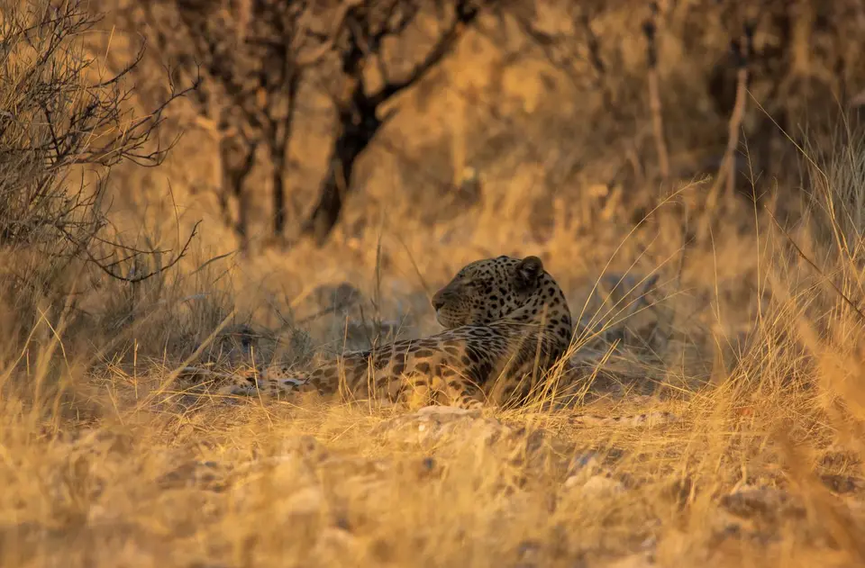 Namibia_Etosha_713.jpg