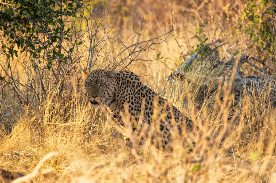 Namibia_Etosha_716.jpg