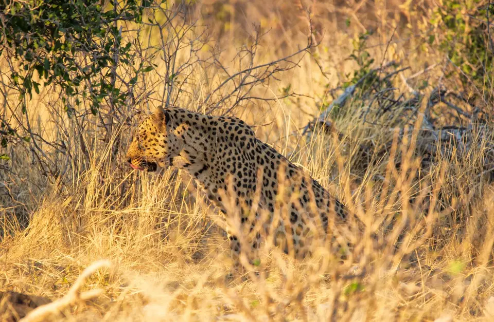 Namibia_Etosha_717.jpg