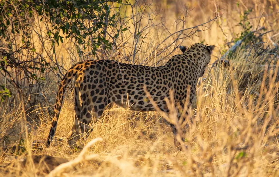 Namibia_Etosha_721.jpg