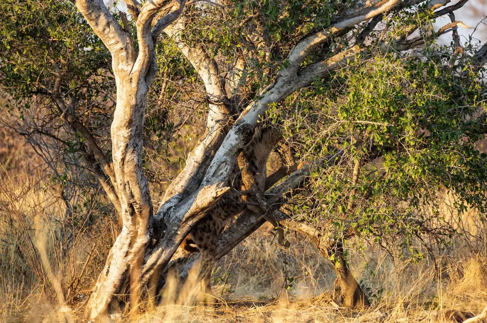 Namibia_Etosha_723.jpg