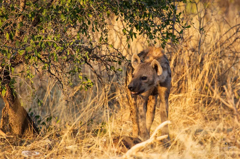 Namibia_Etosha_726.jpg