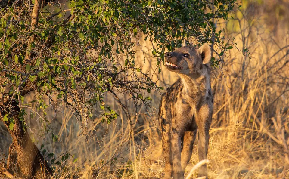 Namibia_Etosha_727.jpg