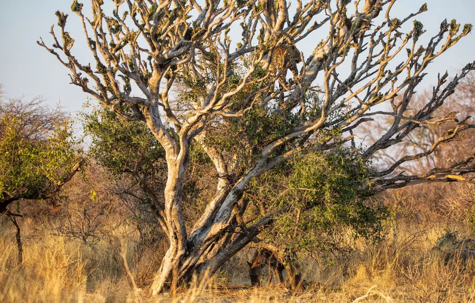 Namibia_Etosha_729.jpg