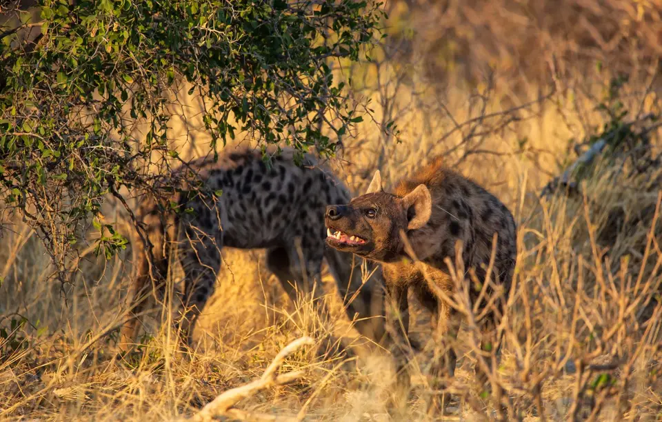 Namibia_Etosha_739.jpg