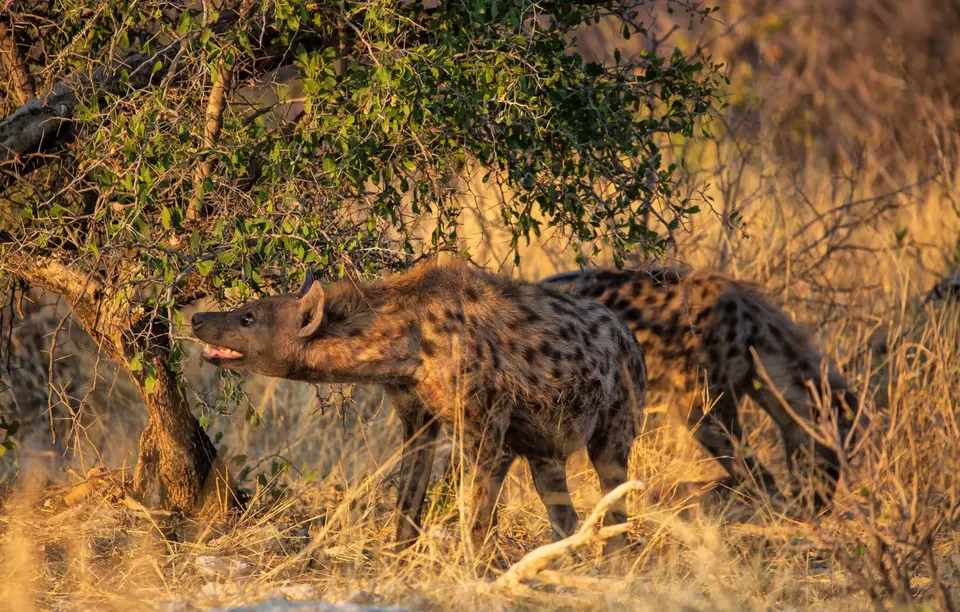 Namibia_Etosha_741.jpg