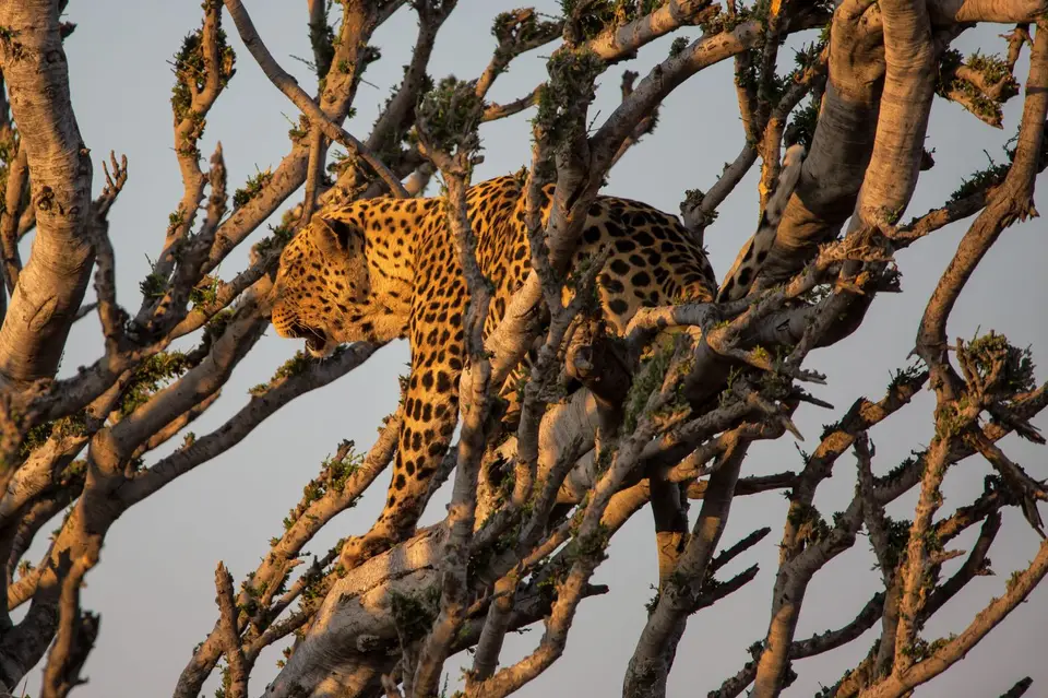Namibia_Etosha_743.jpg