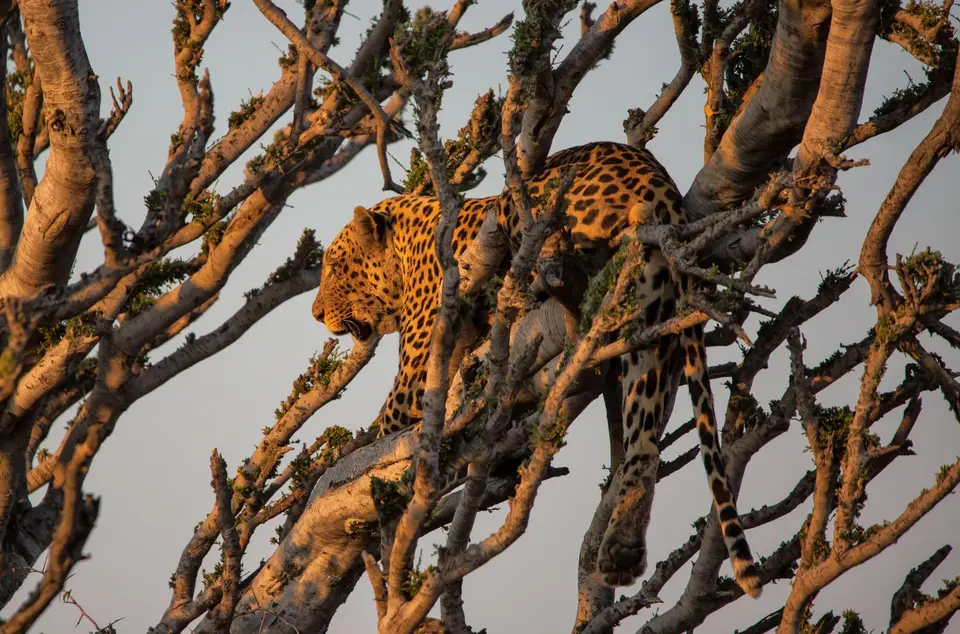 Namibia_Etosha_745.jpg