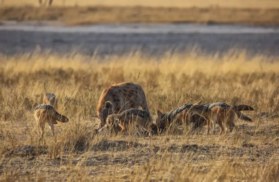 Namibia_Etosha_747.jpg
