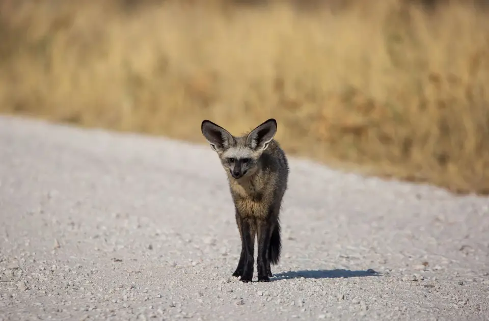 Namibia_Etosha_763.jpg