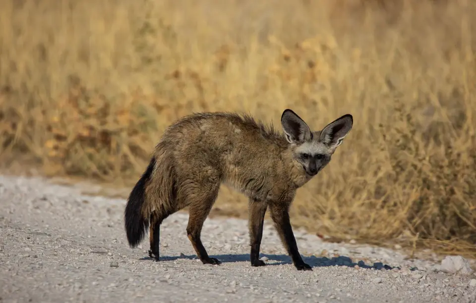 Namibia_Etosha_767.jpg
