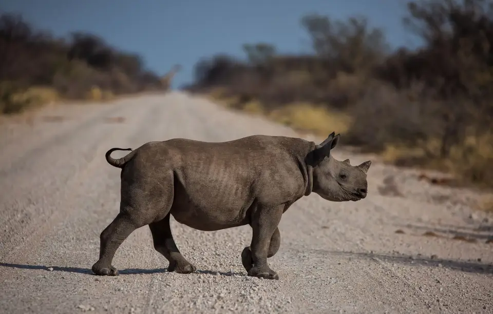 Namibia_Etosha_768.jpg