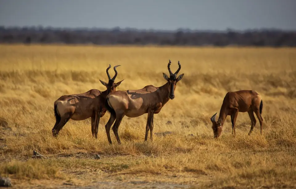 Namibia_Etosha_770.jpg