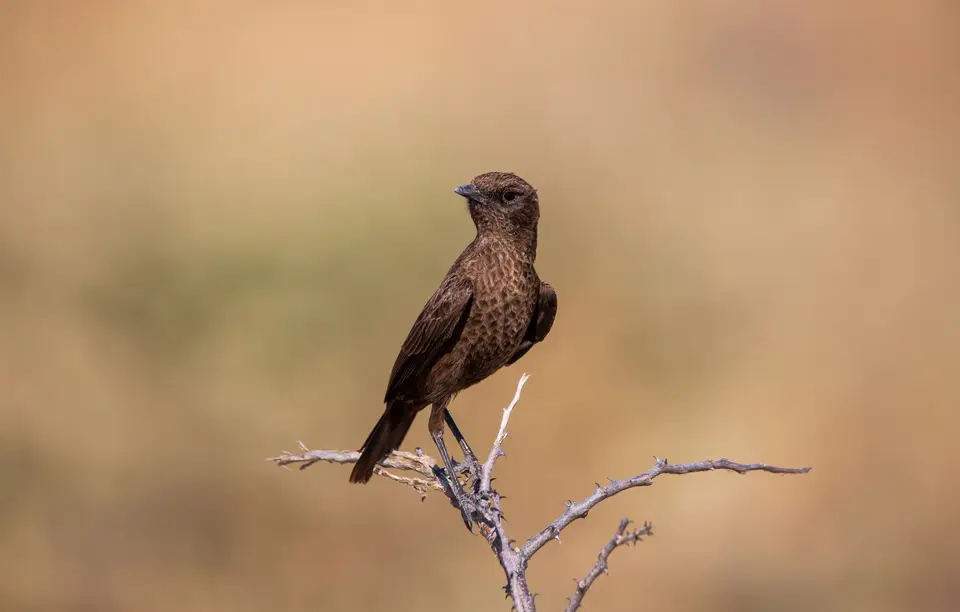 Namibia_Etosha_772.jpg