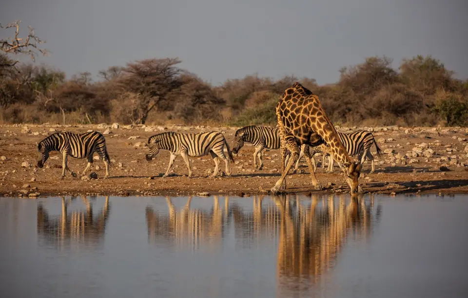 Namibia_Etosha_784.jpg