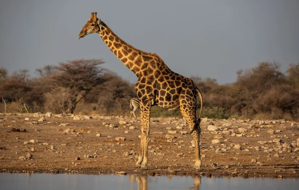Namibia_Etosha_786.jpg