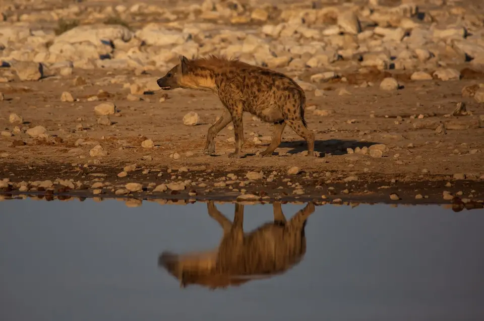 Namibia_Etosha_787.jpg