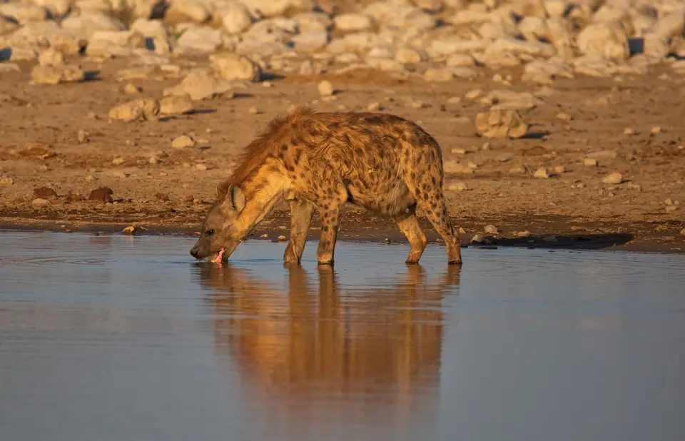 Namibia_Etosha_789.jpg