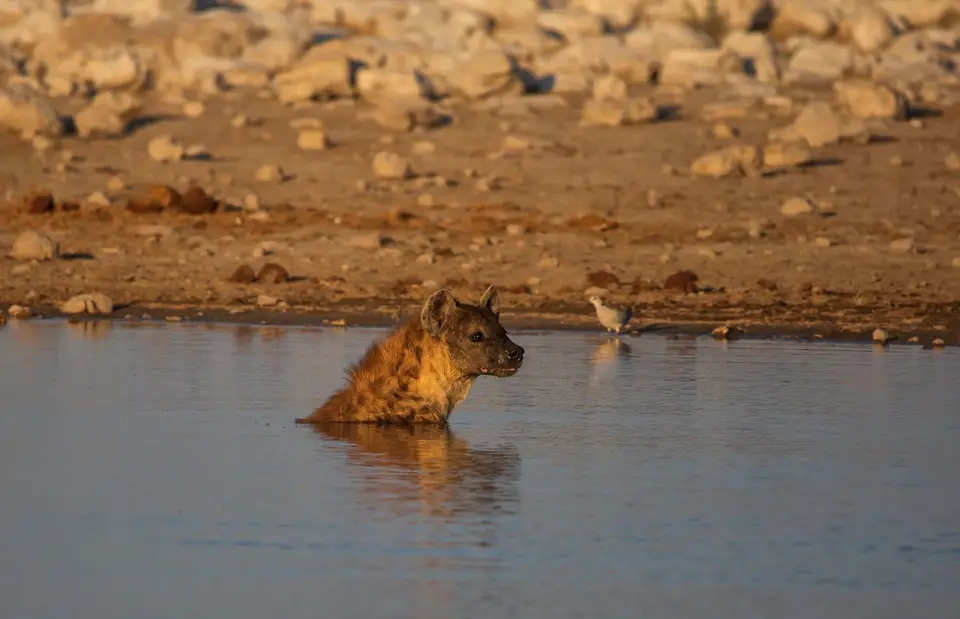 Namibia_Etosha_790.jpg