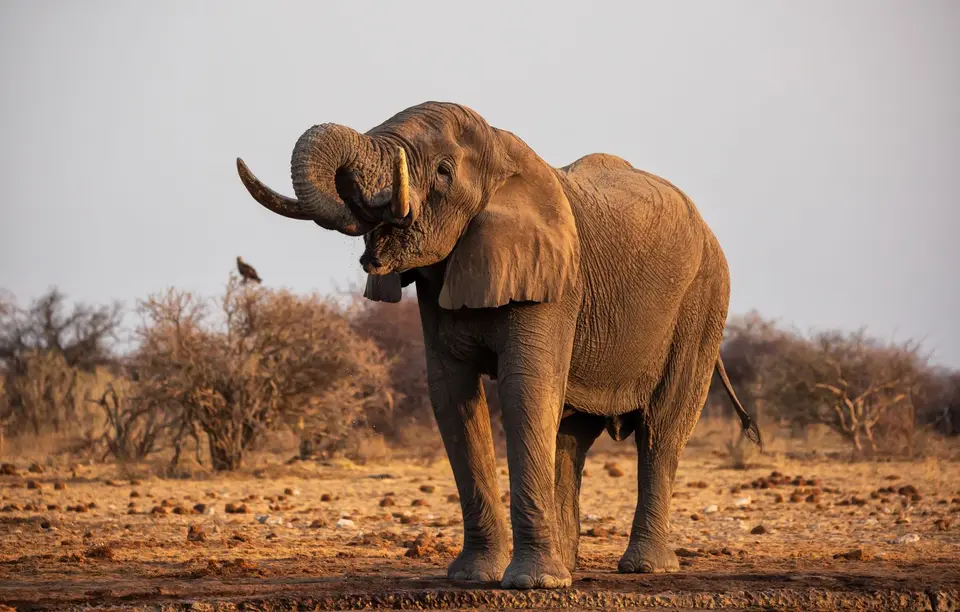Namibia_Etosha_792.jpg