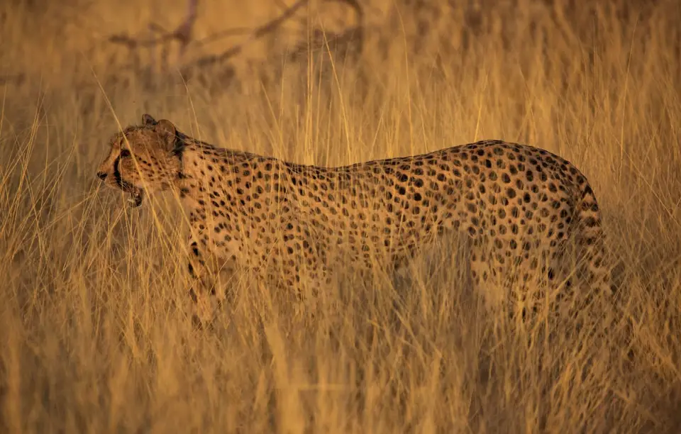 Namibia_Etosha_796.jpg