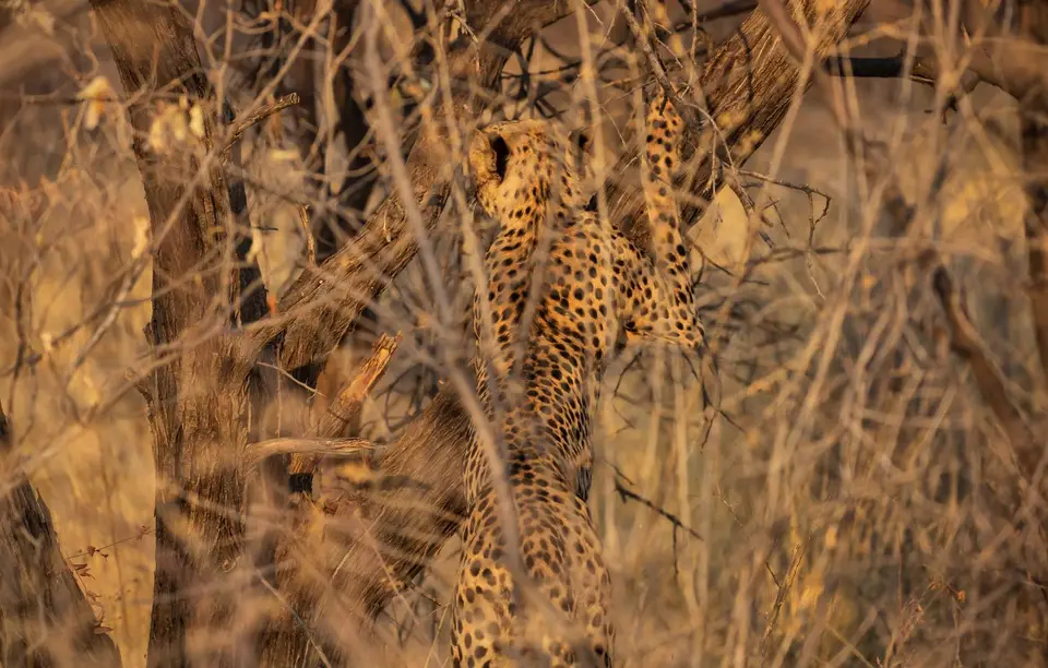 Namibia_Etosha_799.jpg