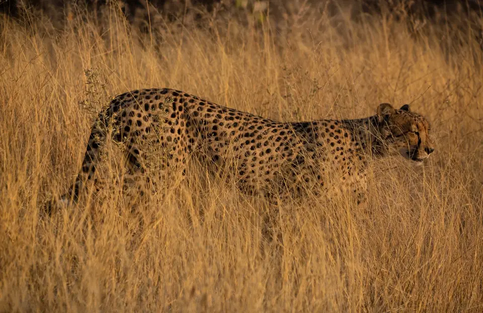 Namibia_Etosha_800.jpg