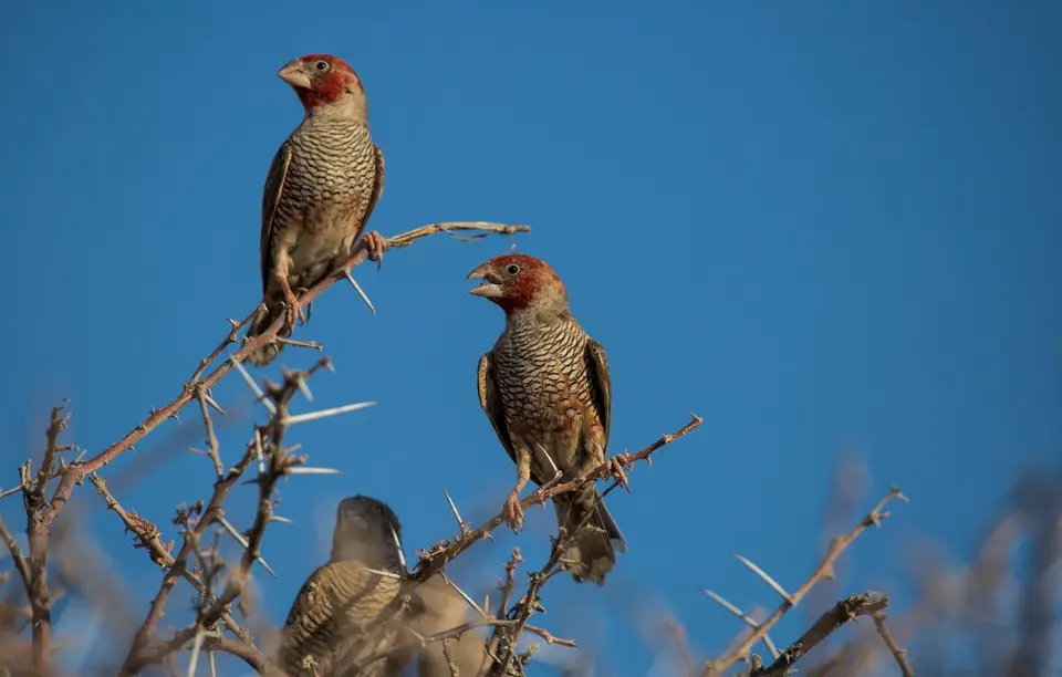 Namibia_Etosha_801.jpg