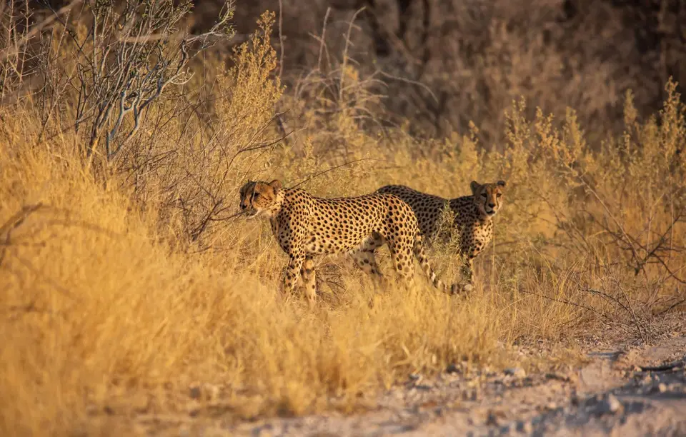 Namibia_Etosha_807.jpg