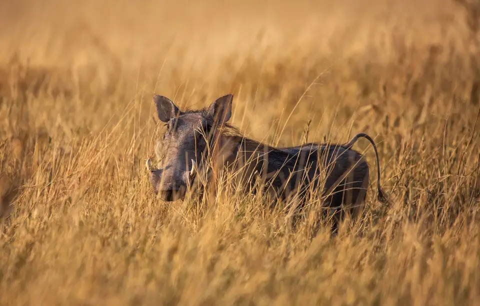 Namibia_Etosha_808.jpg